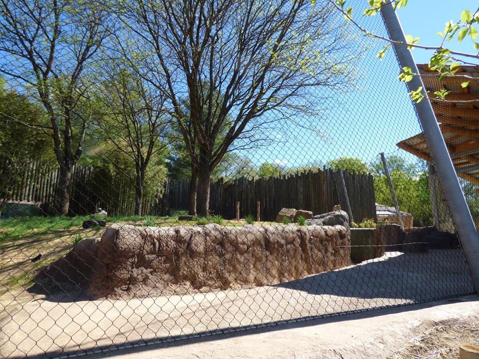 Renovated Lion Exhibit - April 2019