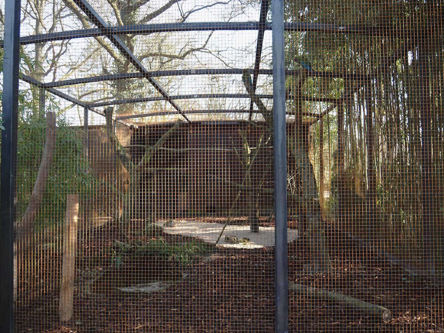Renovated Mexican military macaw aviary, 2025-03-02