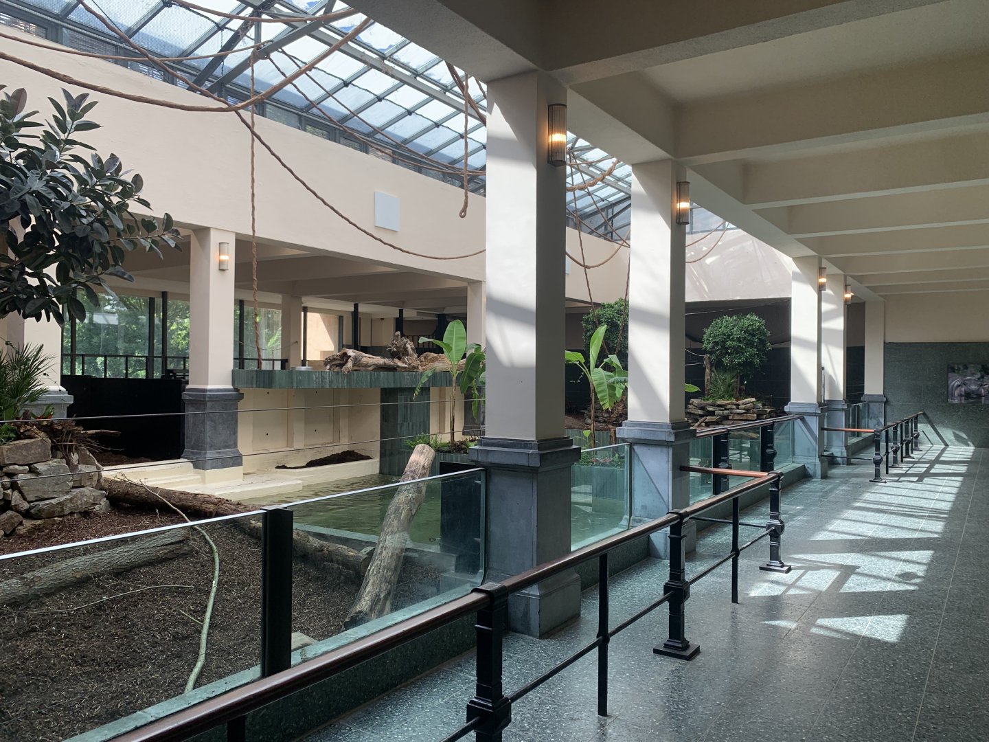 Renovated Pygmy Hippo indoor