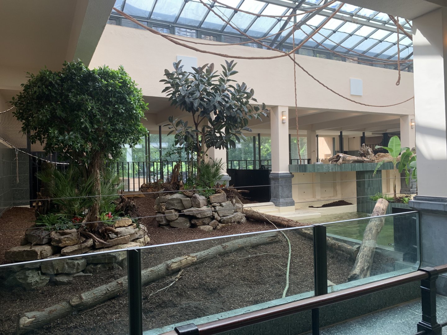 Renovated Pygmy Hippo indoor