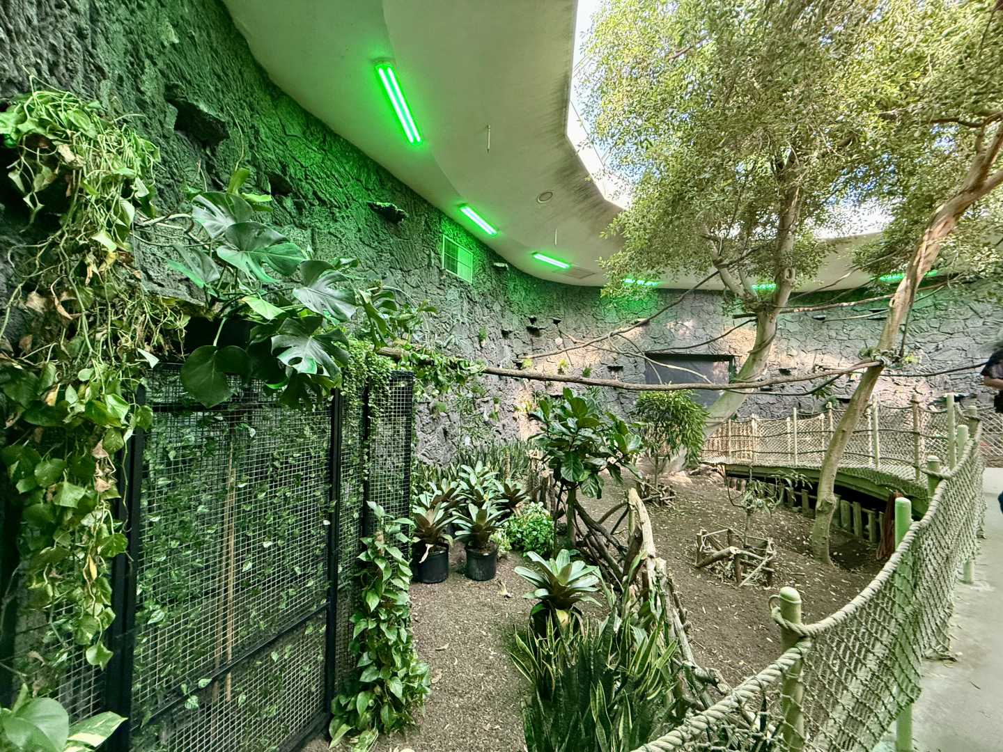 Renovated Rainforest Atrium