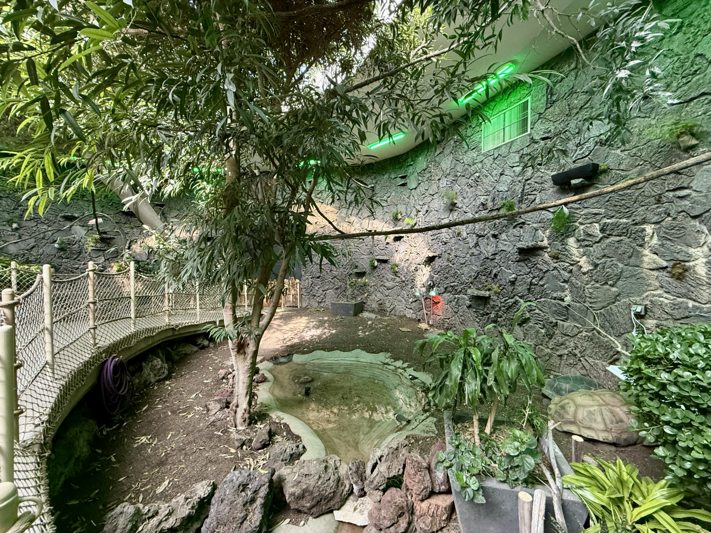 Renovated Rainforest Atrium
