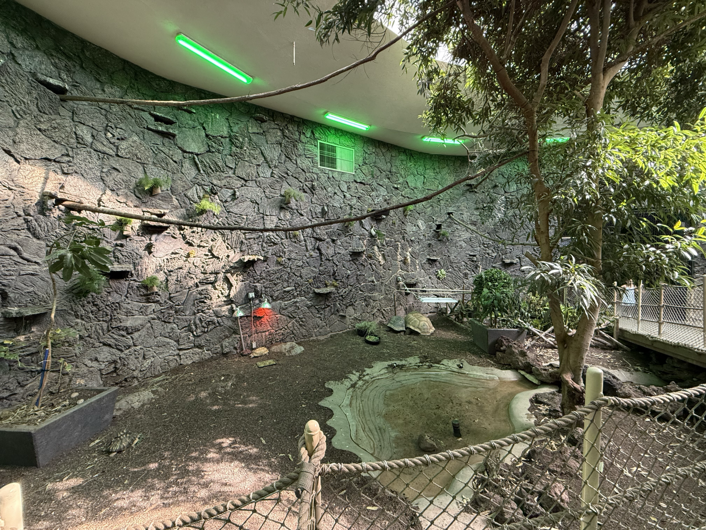 Renovated Rainforest Atrium