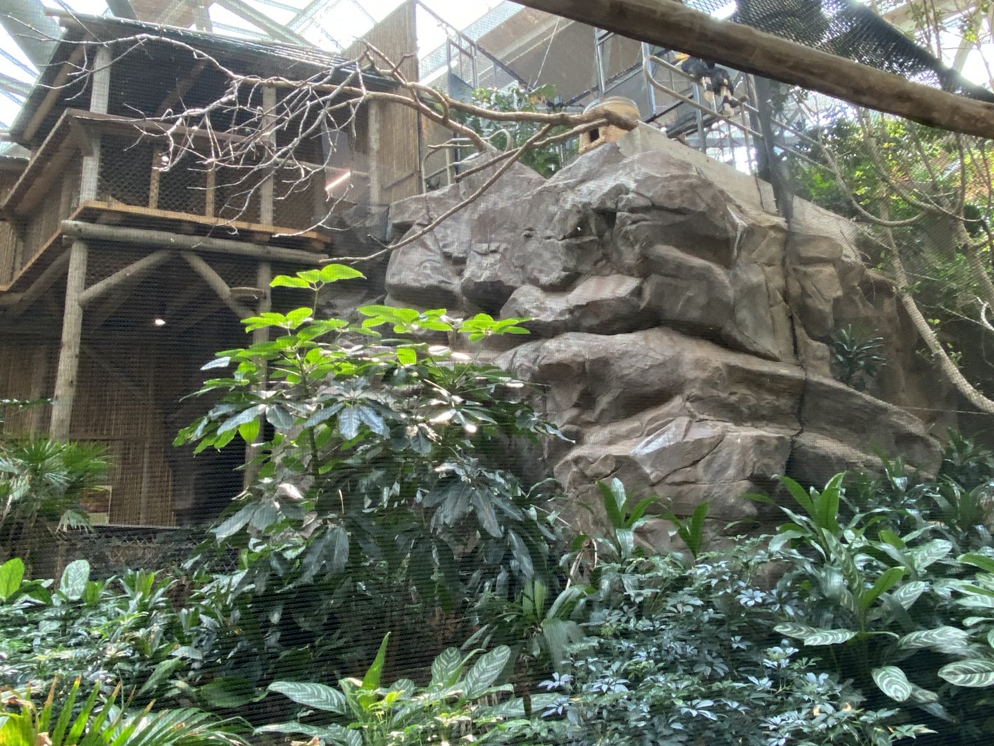 RENOVATED Right Side of Rhinoceros Hornbill Aviary