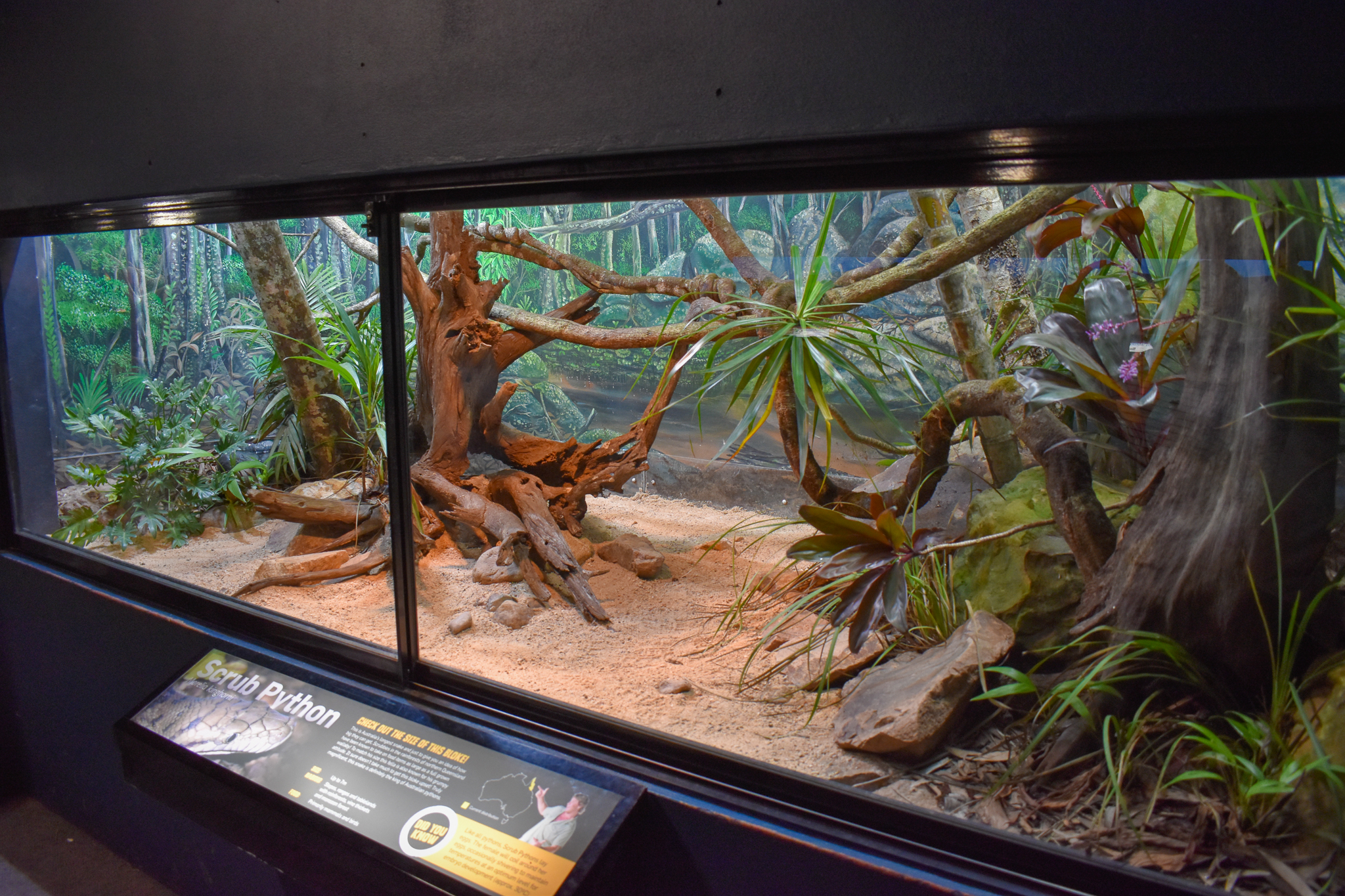 Renovated Scrub Python Enclosure