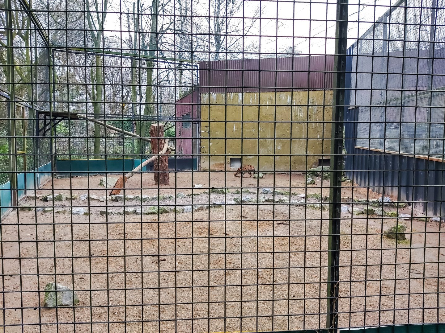 Renovated serval enclosure
