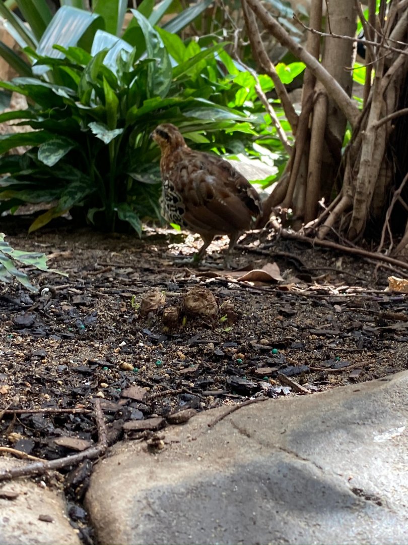 Renovated Southeast Asian walk-through aviary- mountain bamboo partridge