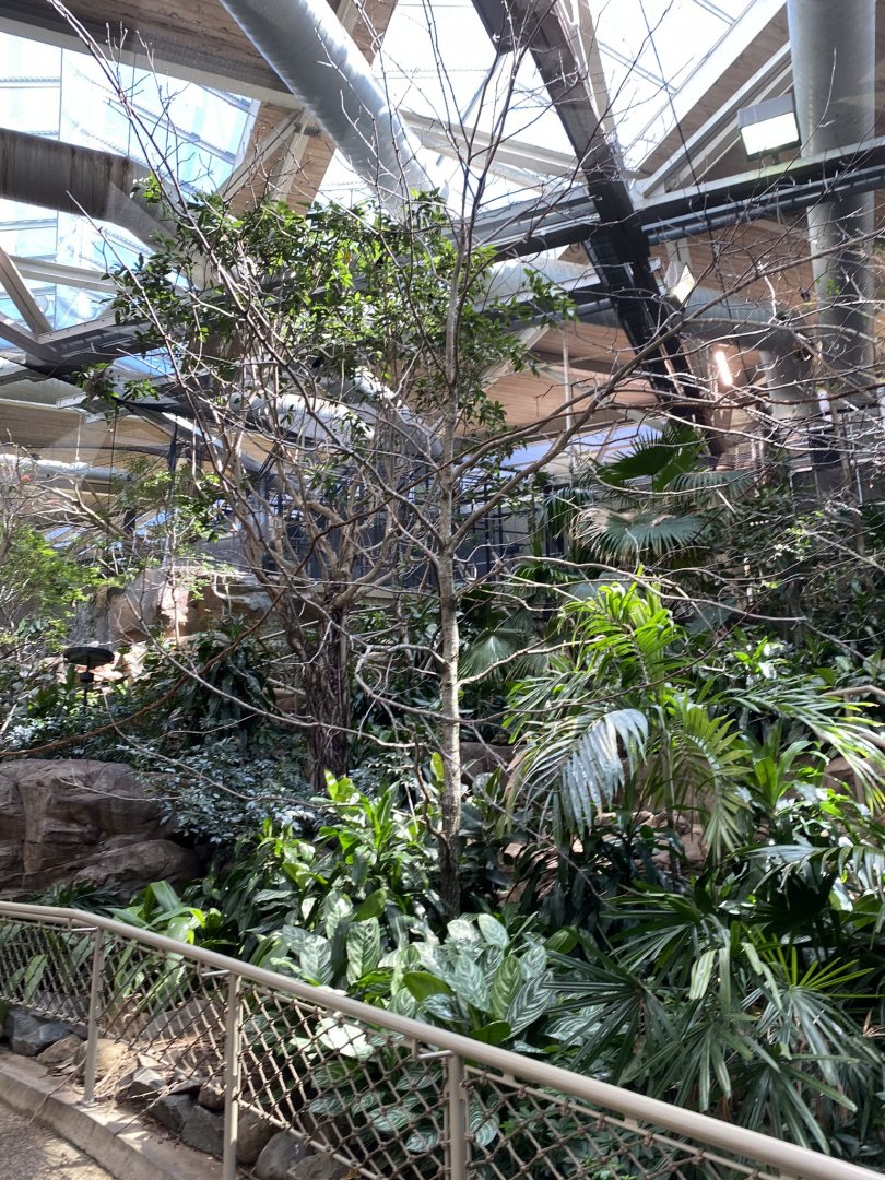 Renovated Southeast Asian walk-through aviary