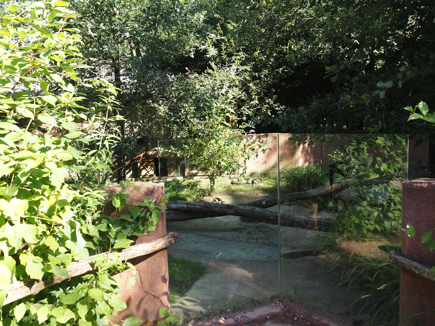 Renovated Tasmanian devil area - First Tasmanian devil exhibit, 2024-07-14