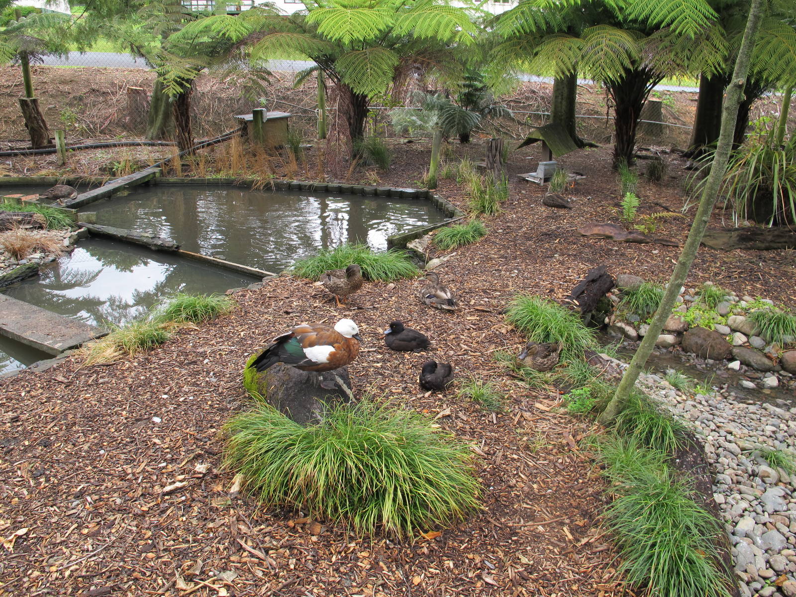 Renovated Wetland Exhibit - Otorohanga Kiwi House Dec 2012
