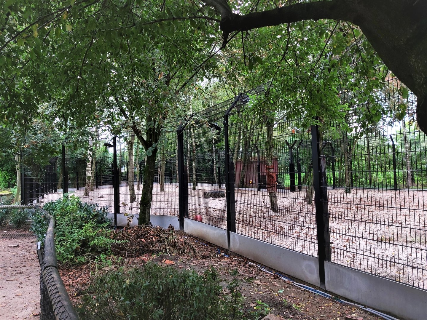 Renovated white lion enclosure