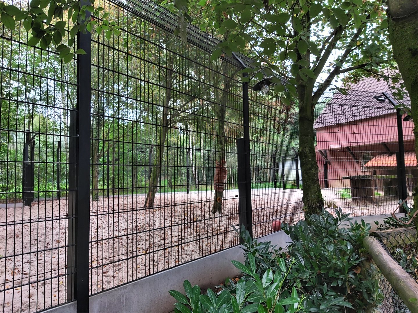 Renovated white lion enclosure