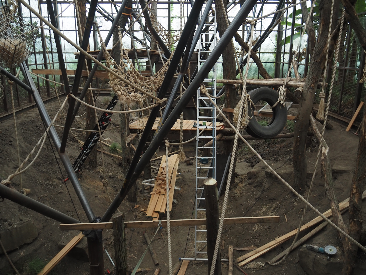 Renovation of climbing structures in Sumatran orangutan indoor exhibit, 2025-04-26