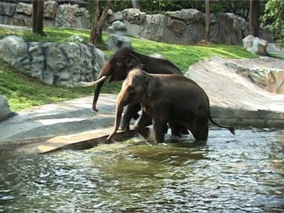Renovation of Elephant Exhibit at Chiang Mai Zoo