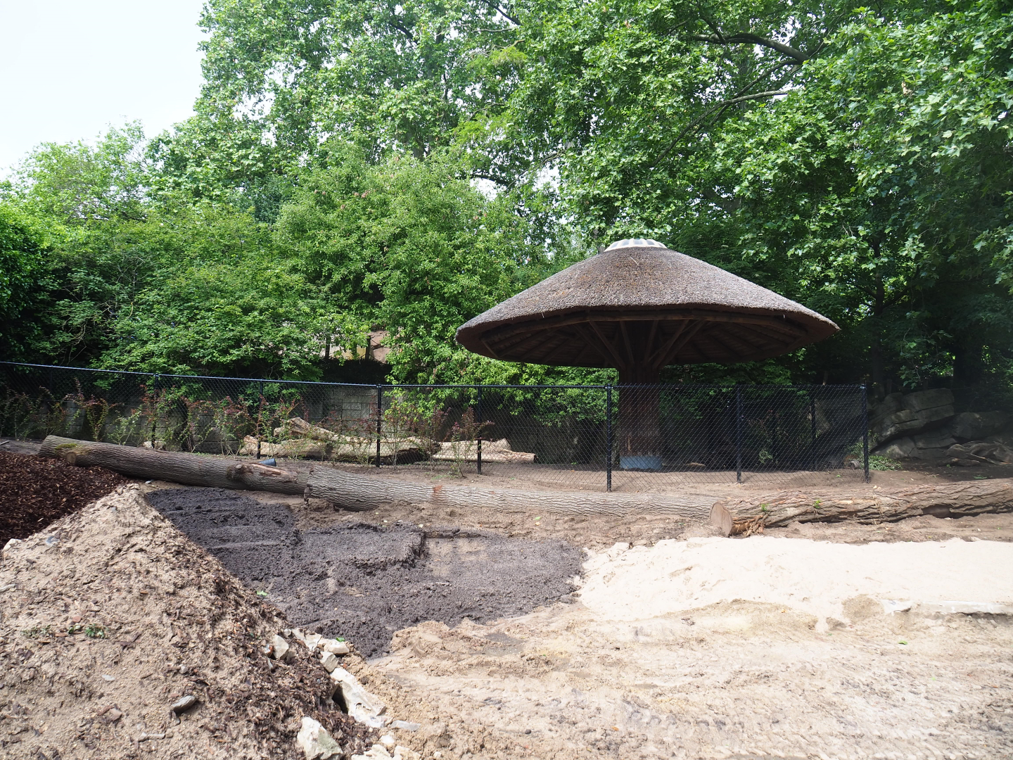 Renovation of former kangaroo exhibit to babyrusa exhibit, 2022-05-26