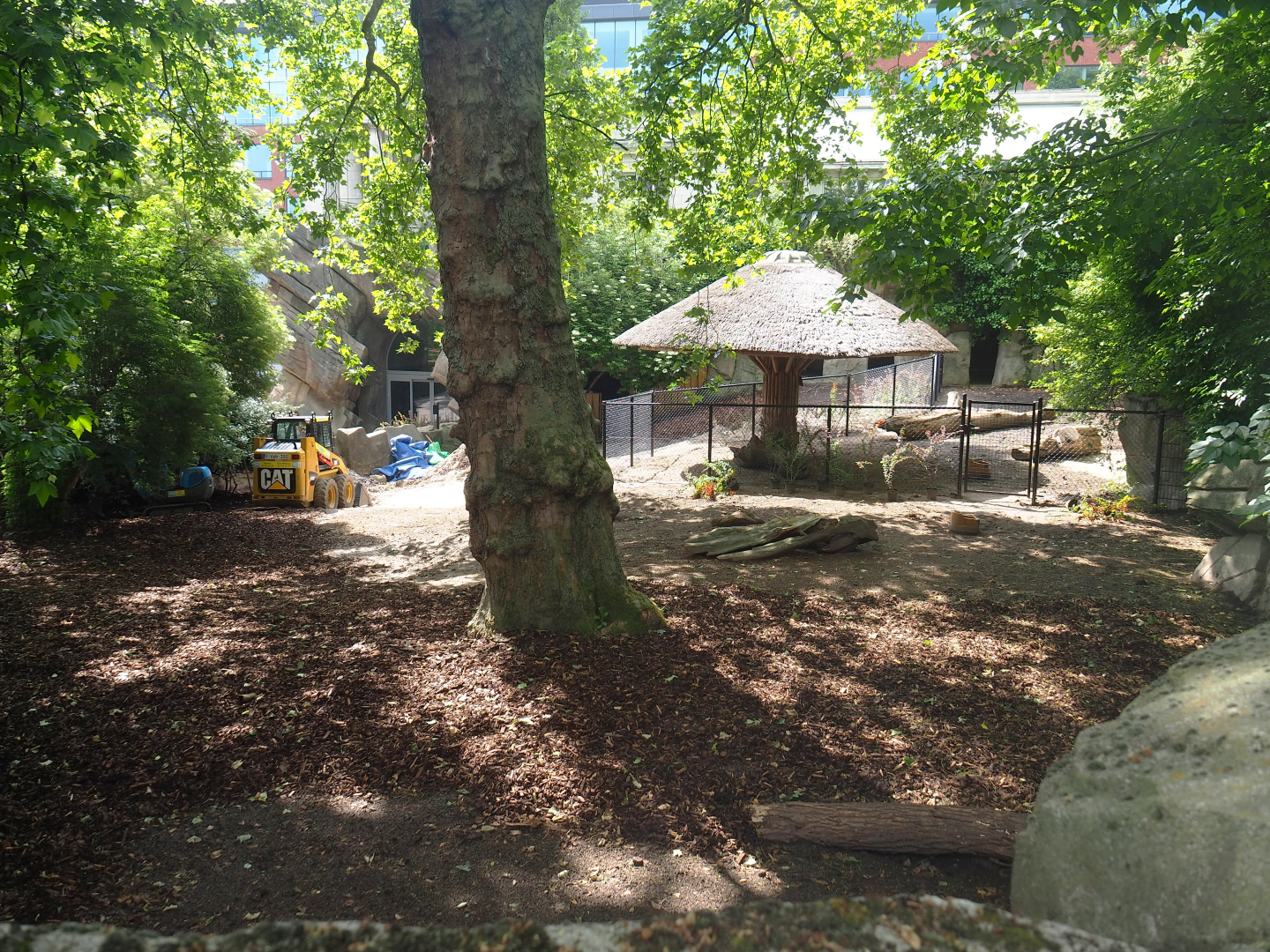 Renovation of former kangaroo exhibit to babyrusa exhibit, 2022-05-26