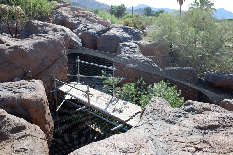 renovation of gray fox exhibit