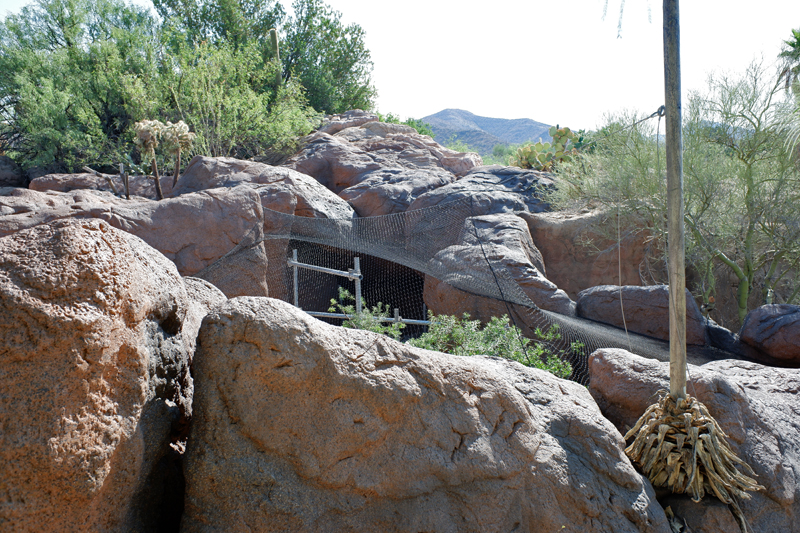 renovation of gray fox exhibit