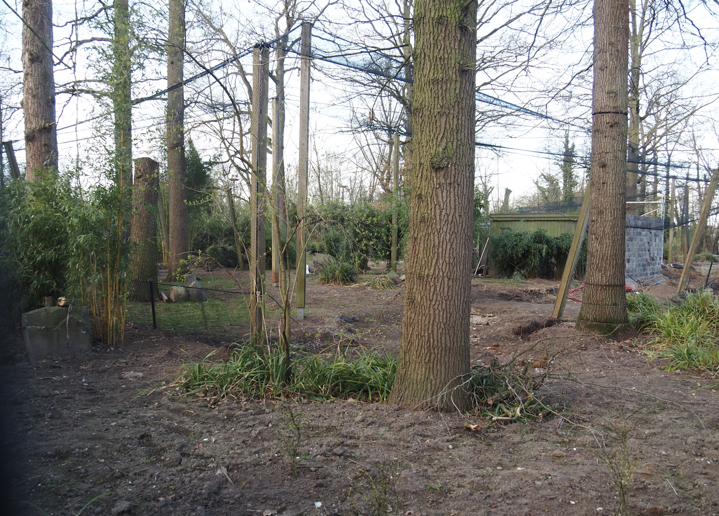 Renovation of one of the Asian aviaries near the Asiatic lion exhibit, 2025-03-23