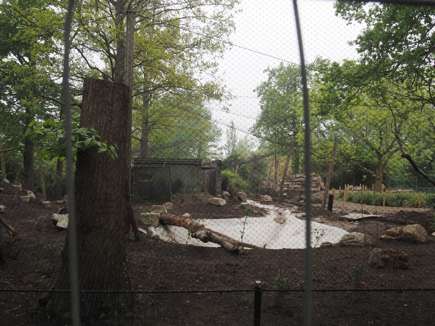 Renovation of one of the Asian aviaries near the Asiatic lion exhibit, 2025-04-26