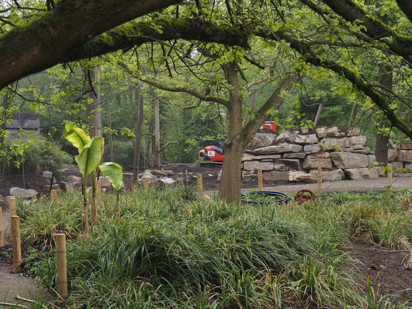 Renovation of one of the Asian aviaries near the Asiatic lion exhibit, 2025-04-26