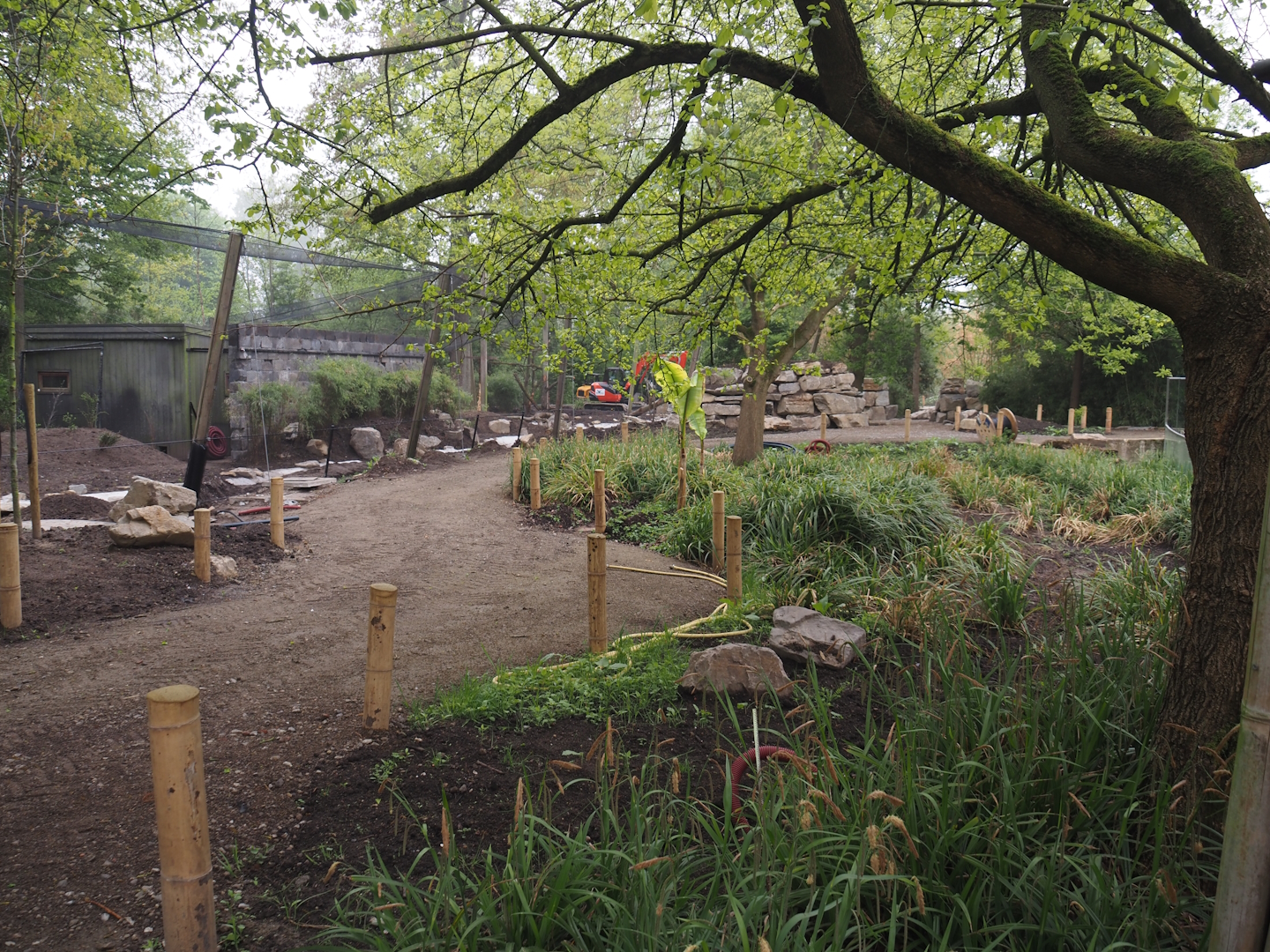 Renovation of the Asian aviaries and the walkway near the Asiatic lion exhibit, 2025-04-26