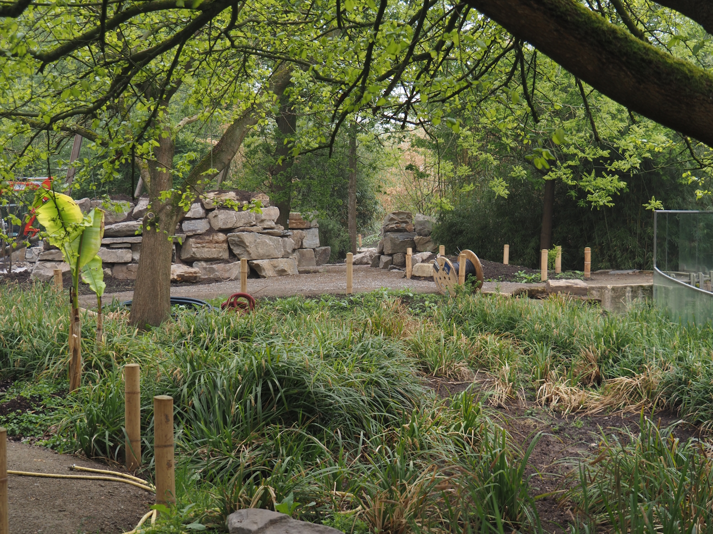 Renovation of the Asian aviaries and the walkway near the Asiatic lion exhibit, 2025-04-26