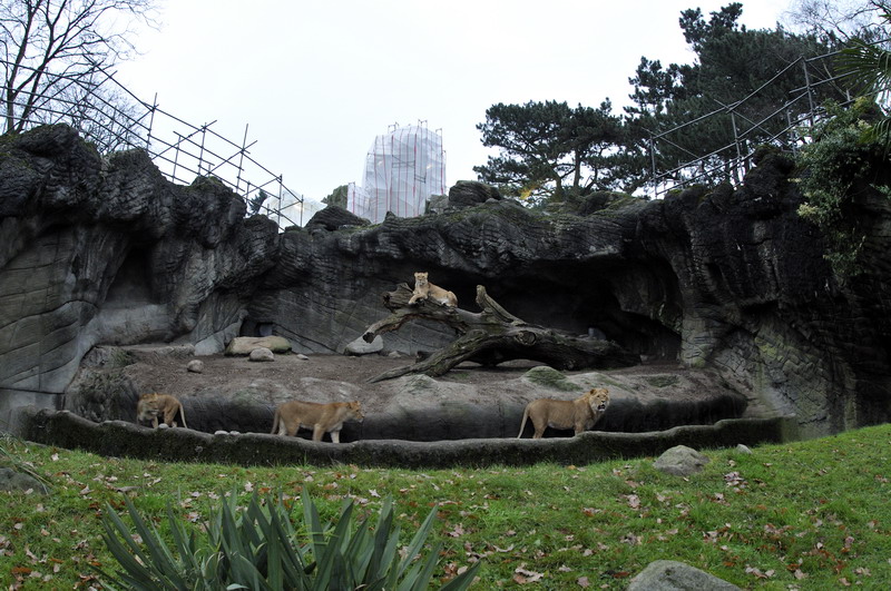 Renovation of the rocks (lions)