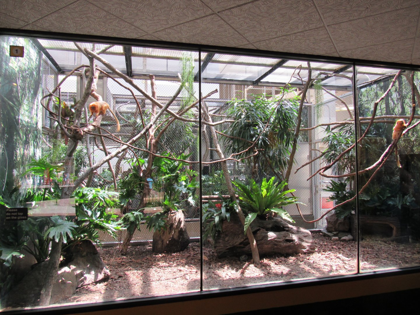 Renovations for Golden Lion Tamarin and Armadillo