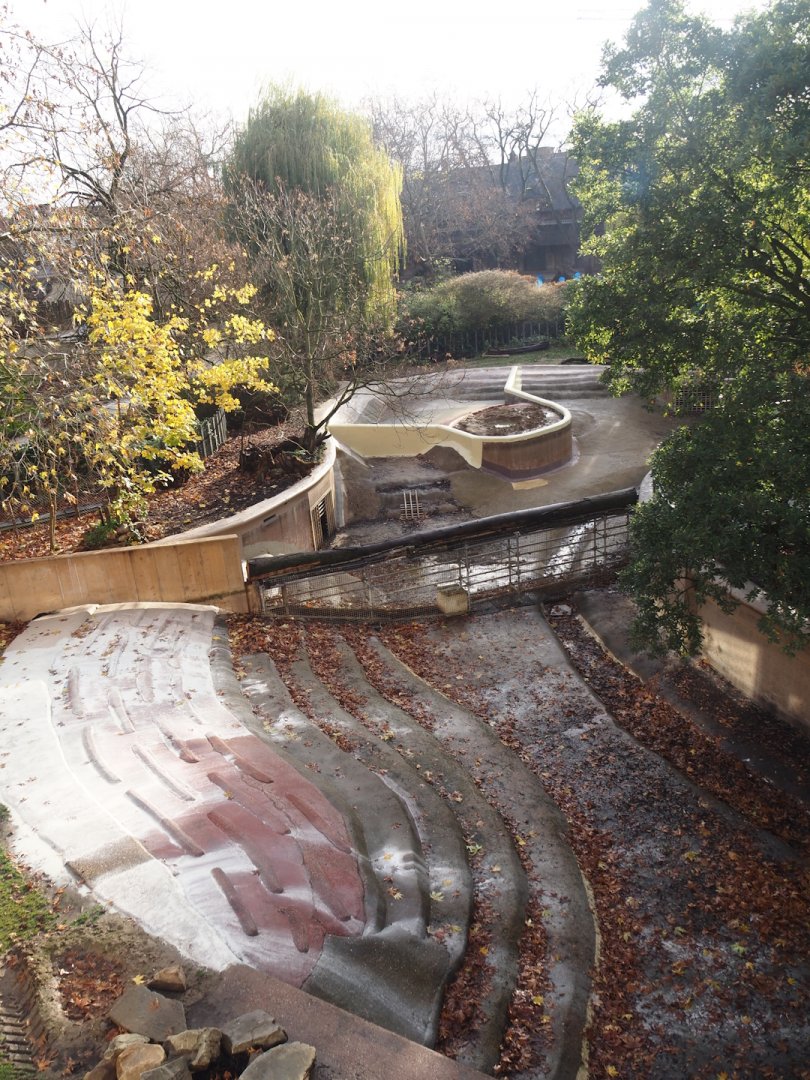 Renovations on the pygmy hippopotamus pool and expansion of the land area, 2025-11-30
