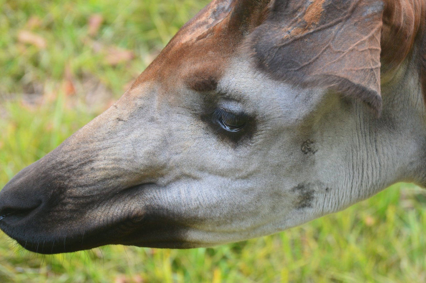 Reolution Ridge - Okapi