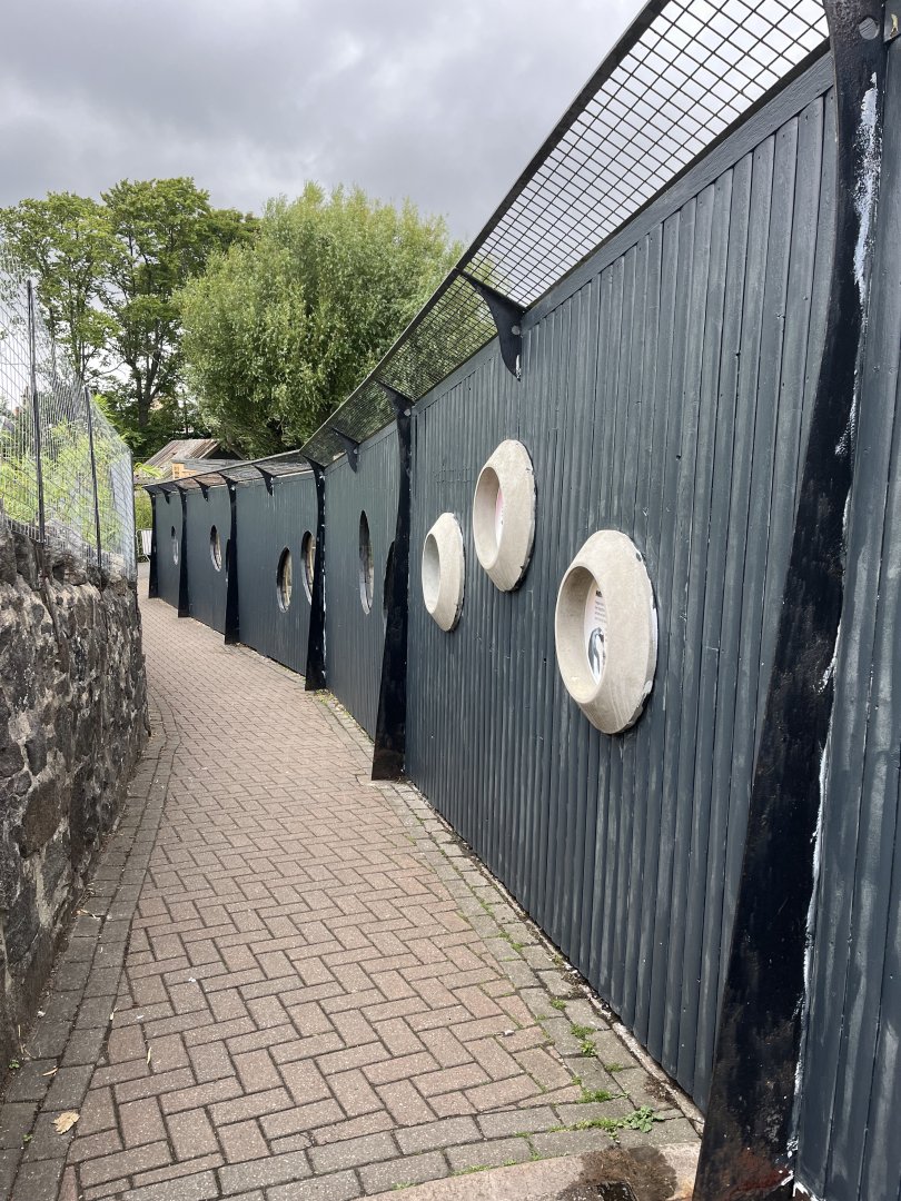 Repainted penguin viewing 22.6.25