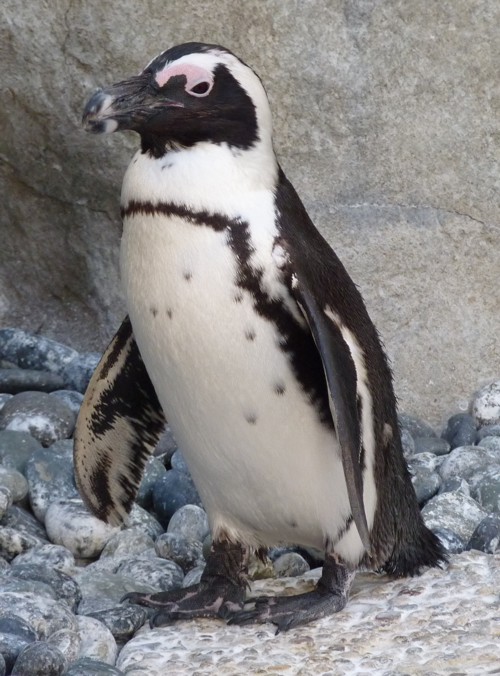 Repeated photo for deletion please