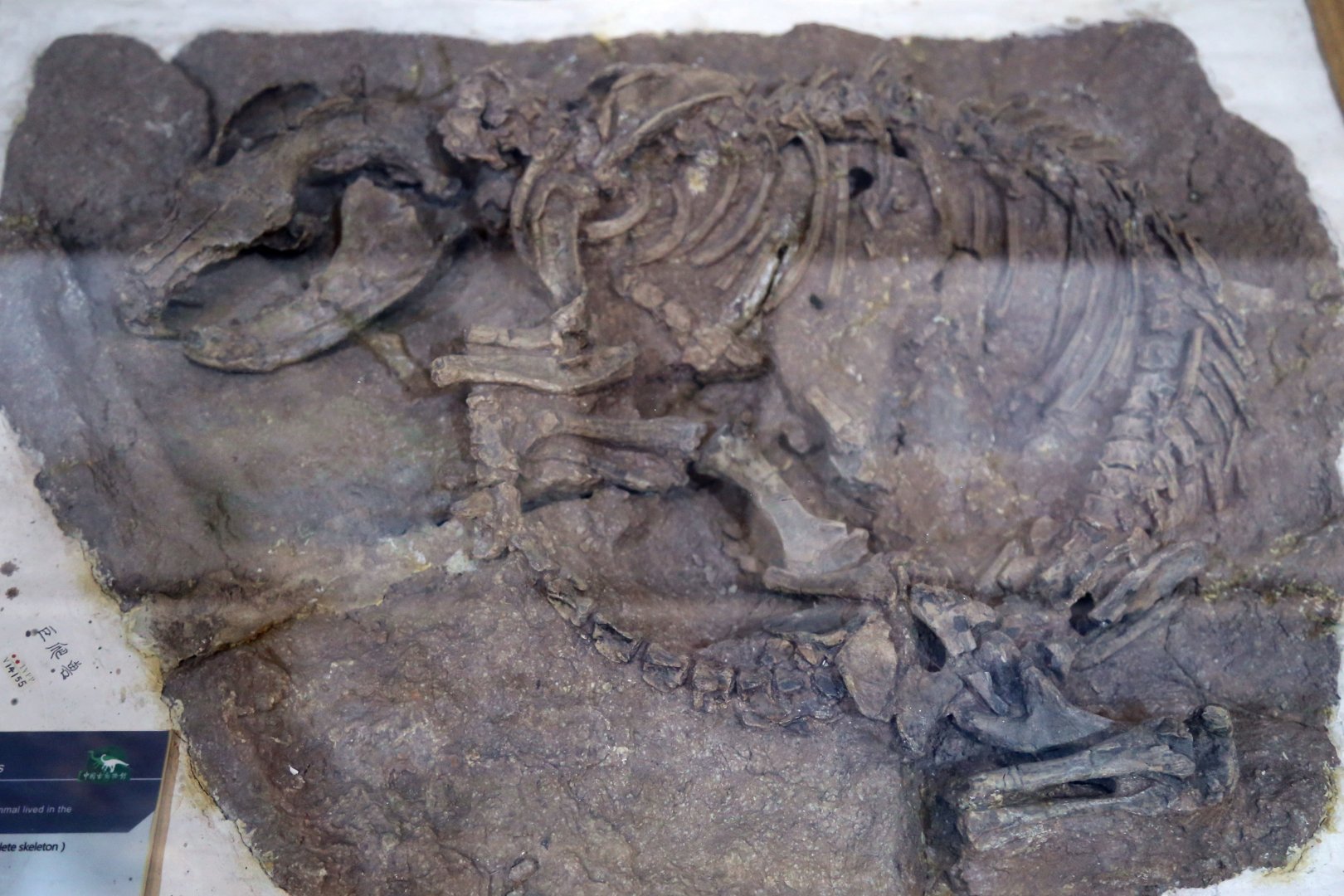 Repenomamus giganticus, Holotype (IVPP V14155)
