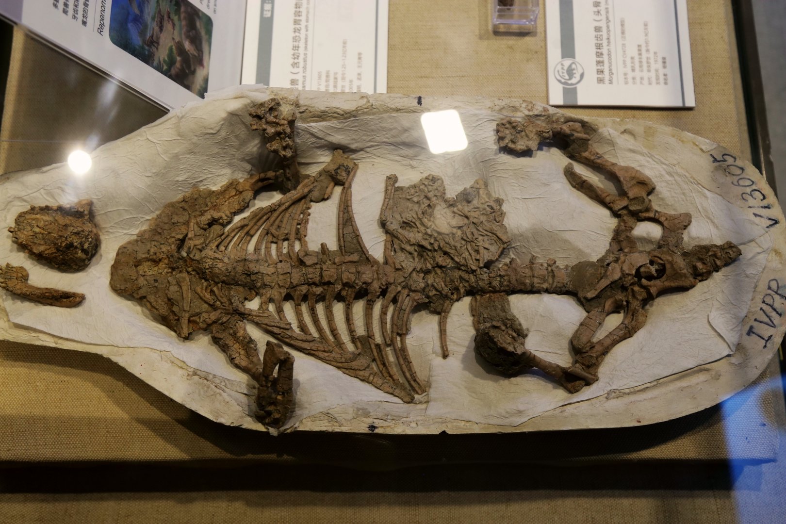 Repenomamus robustus, with Psittacosaurus Remains in Its Stomach (IVPP V13605)