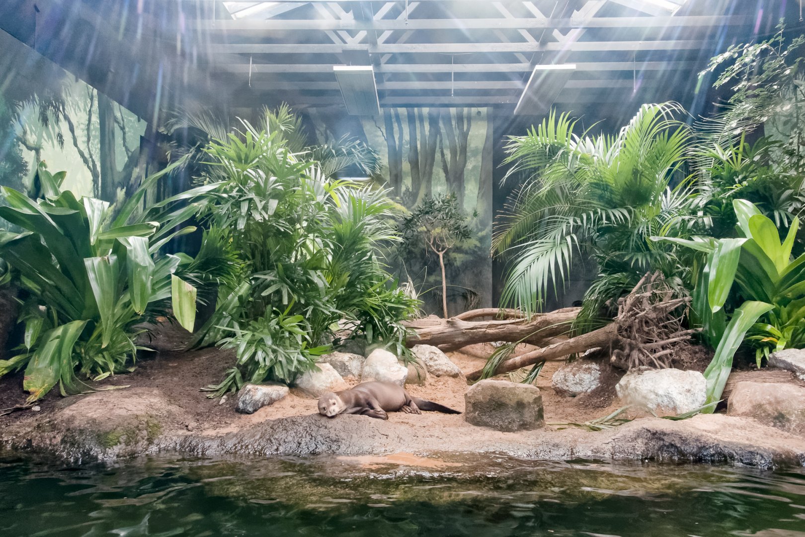 Replanted Indoor Giant Otter Enclosure - 29/12/2016