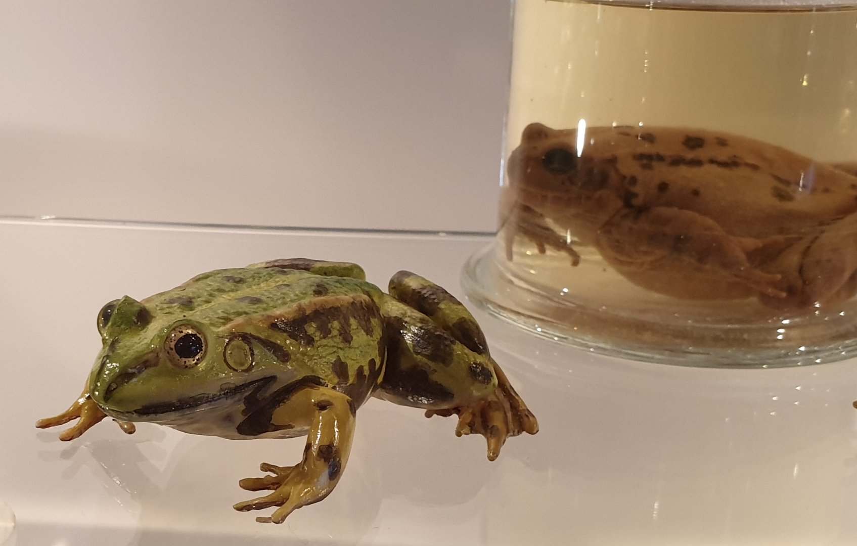 Replica and wet specimen Hybrid frog