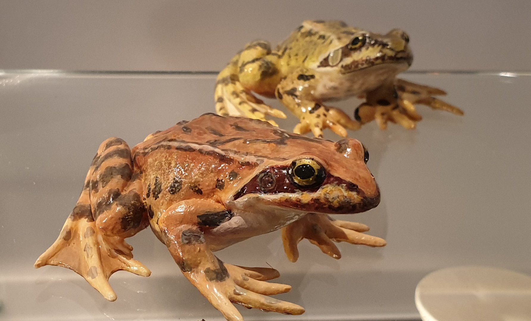 Replica Common brown frogs