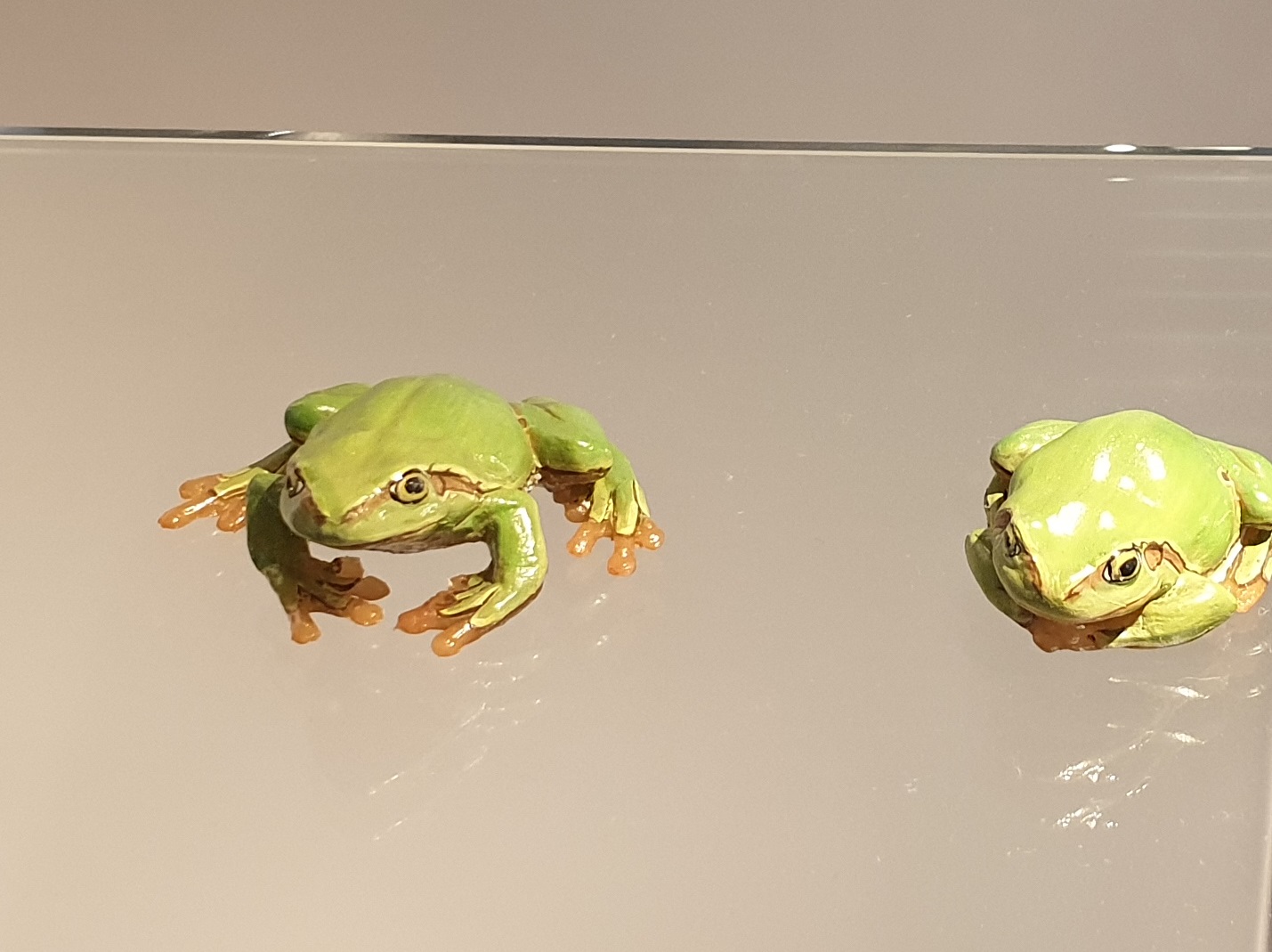 Replica European tree frogs
