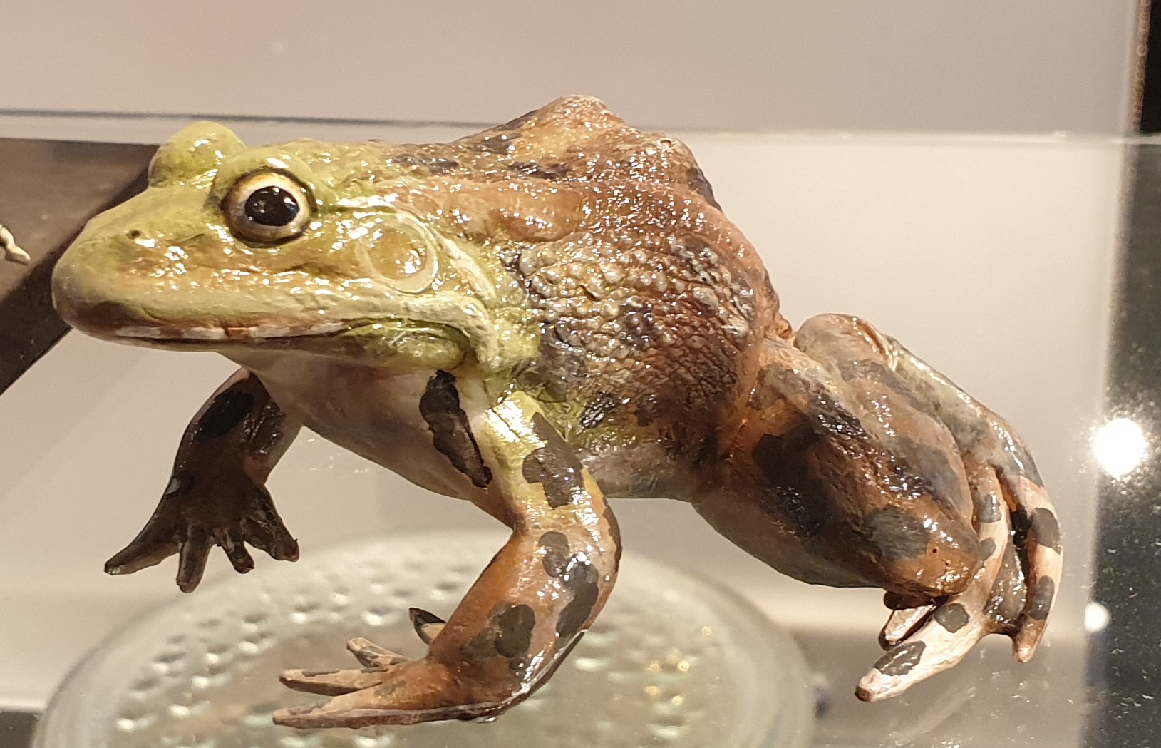 Replica Marsh frog