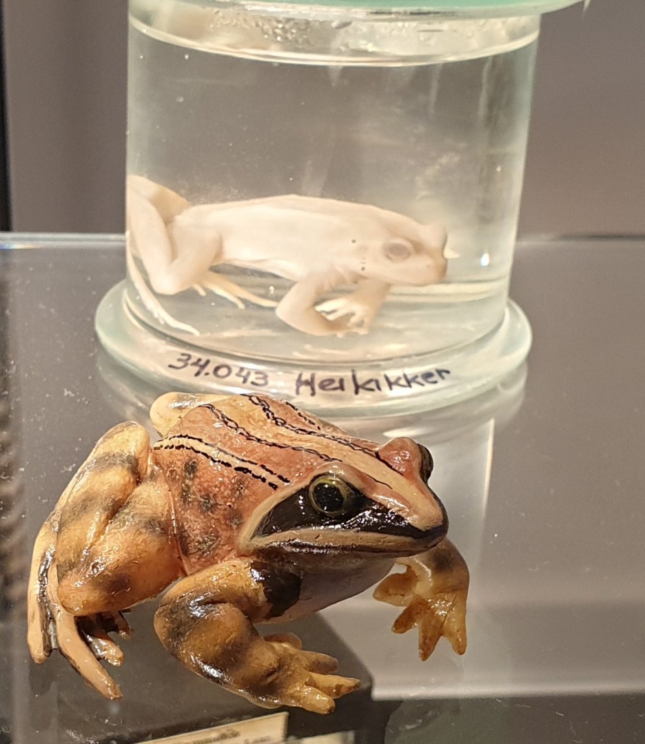 Replica Moor frog