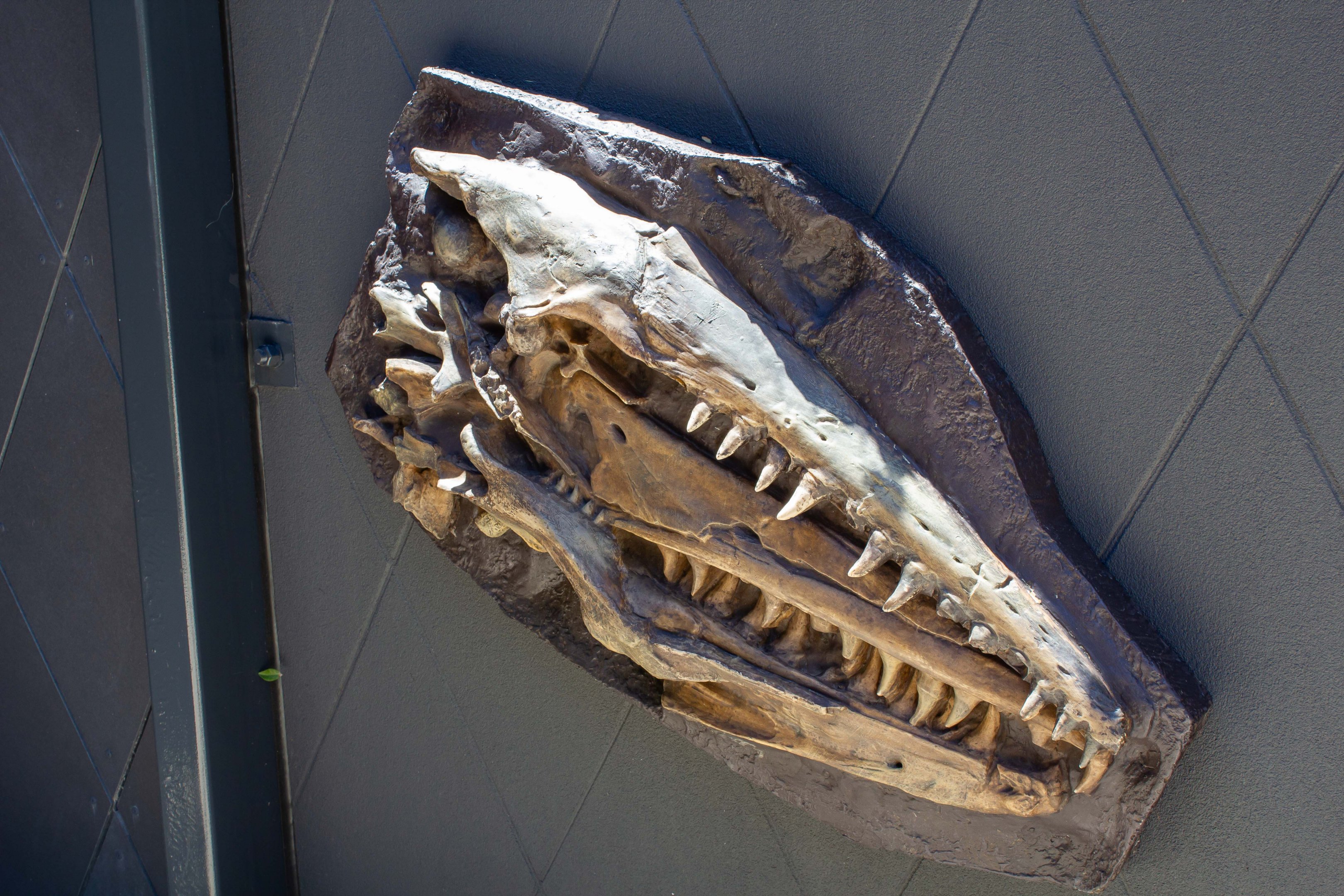 Replica Mososaur skull