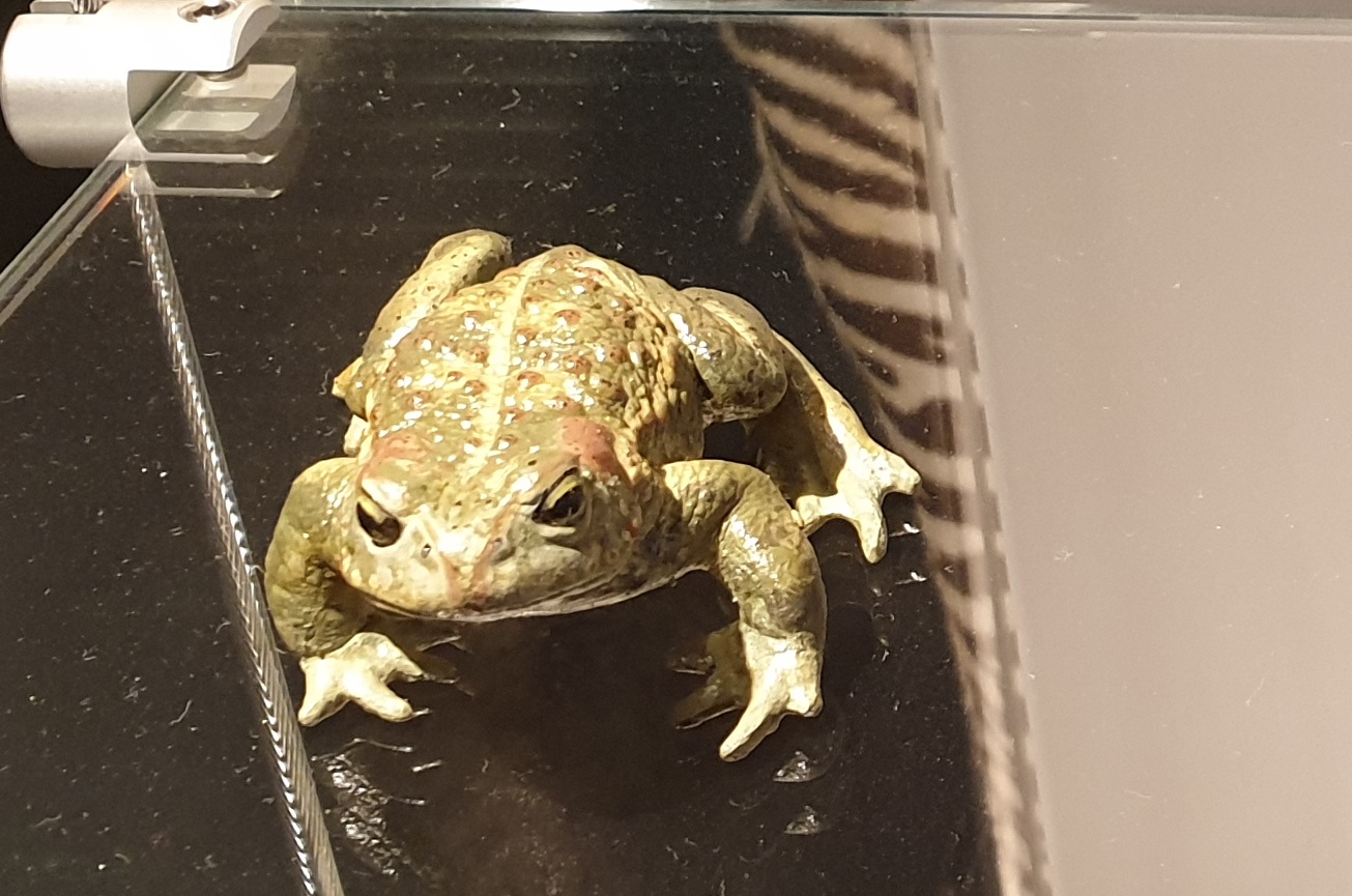 Replica Natterjack toad