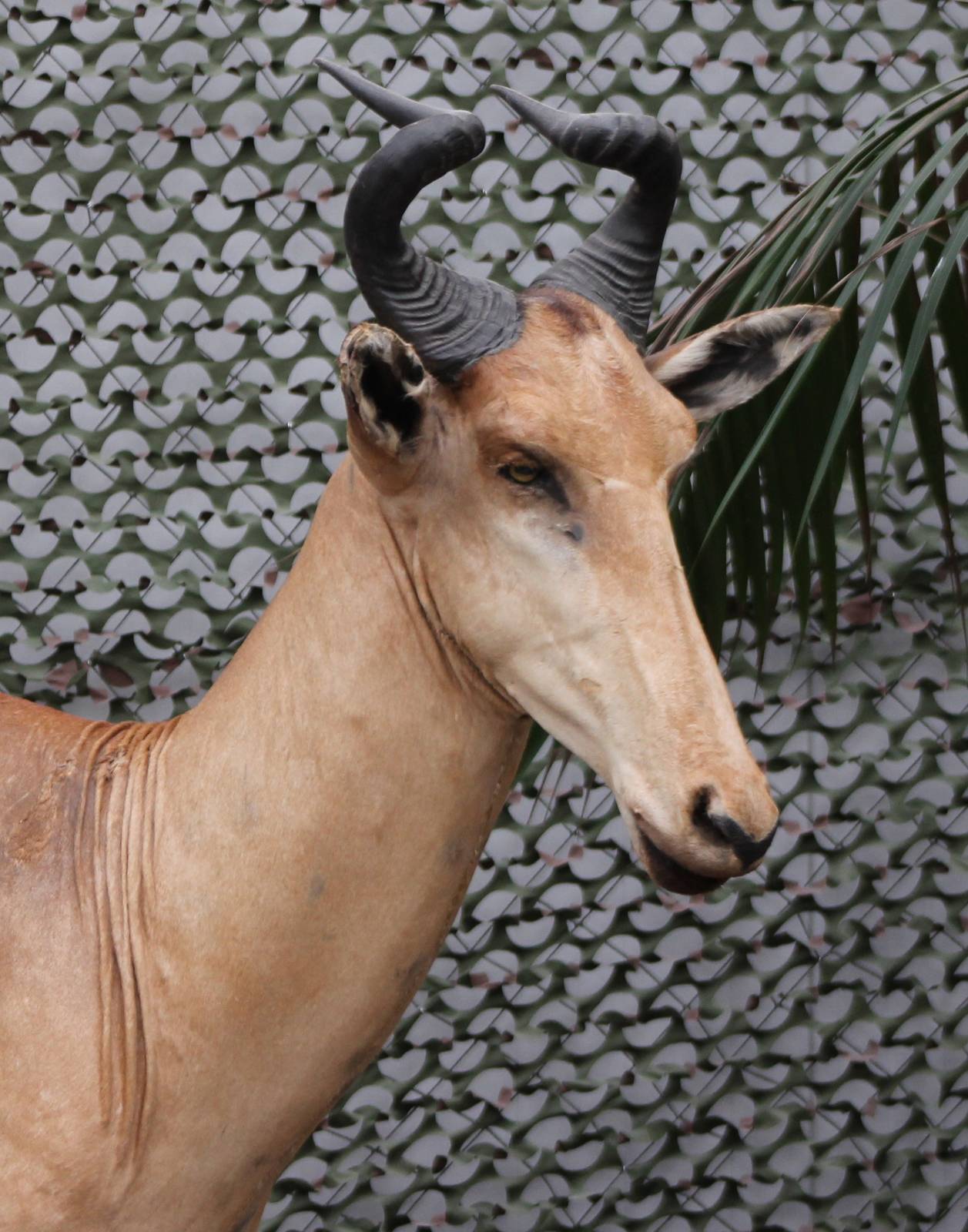 replica of an hartebeest