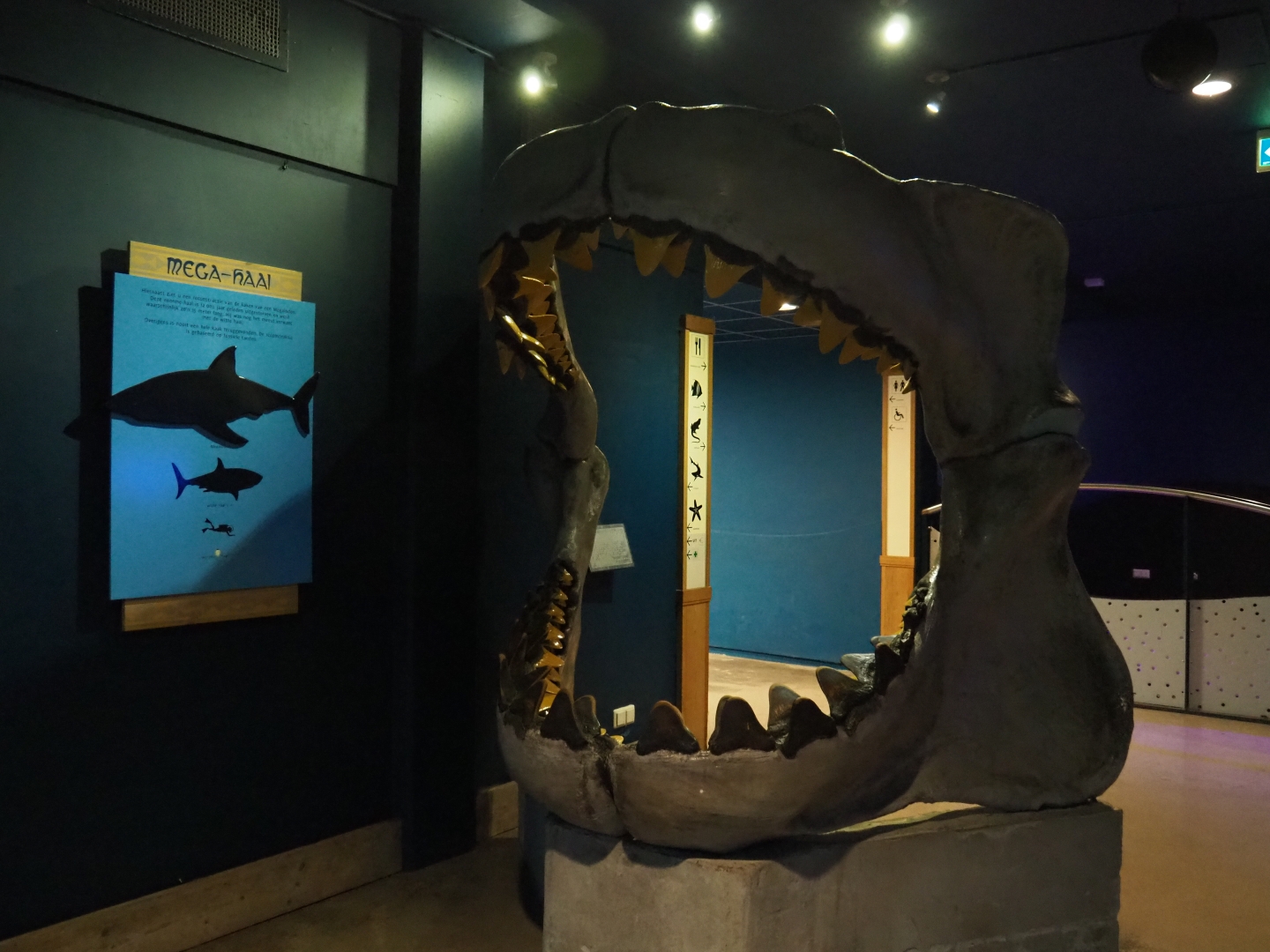 Replica of the jaws of Carcharocles megalodon (Nov 10th, 2018)