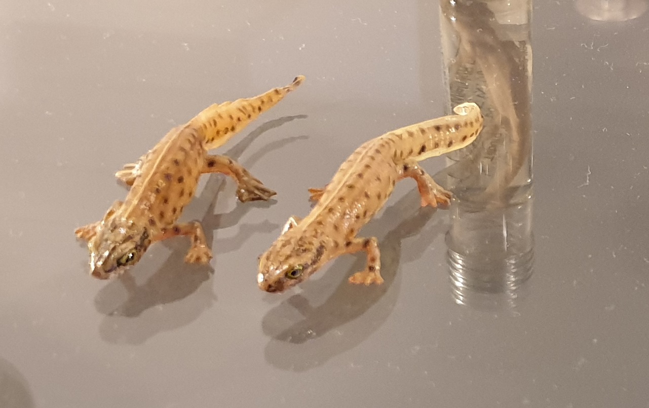 Replica Palmate newts