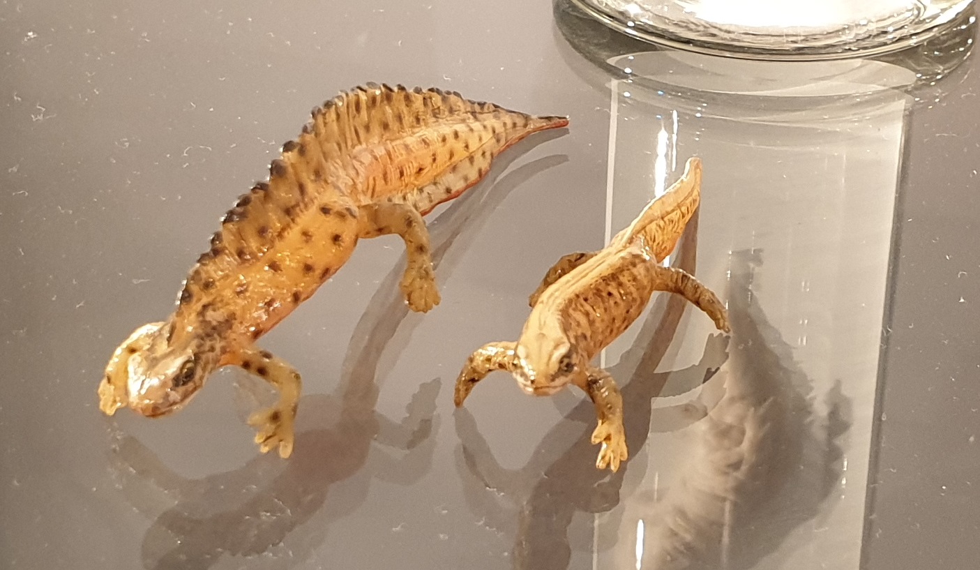 Replica Smooth newts