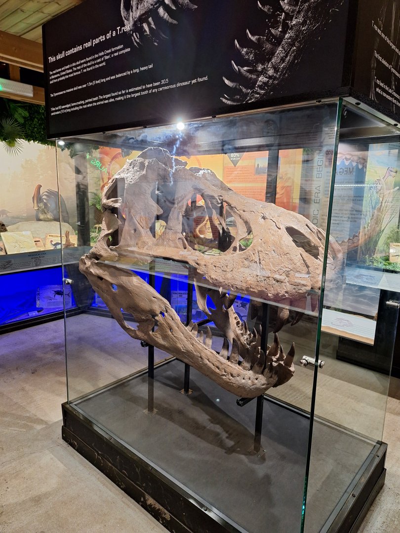 Replica Tyrannosaurus Skull