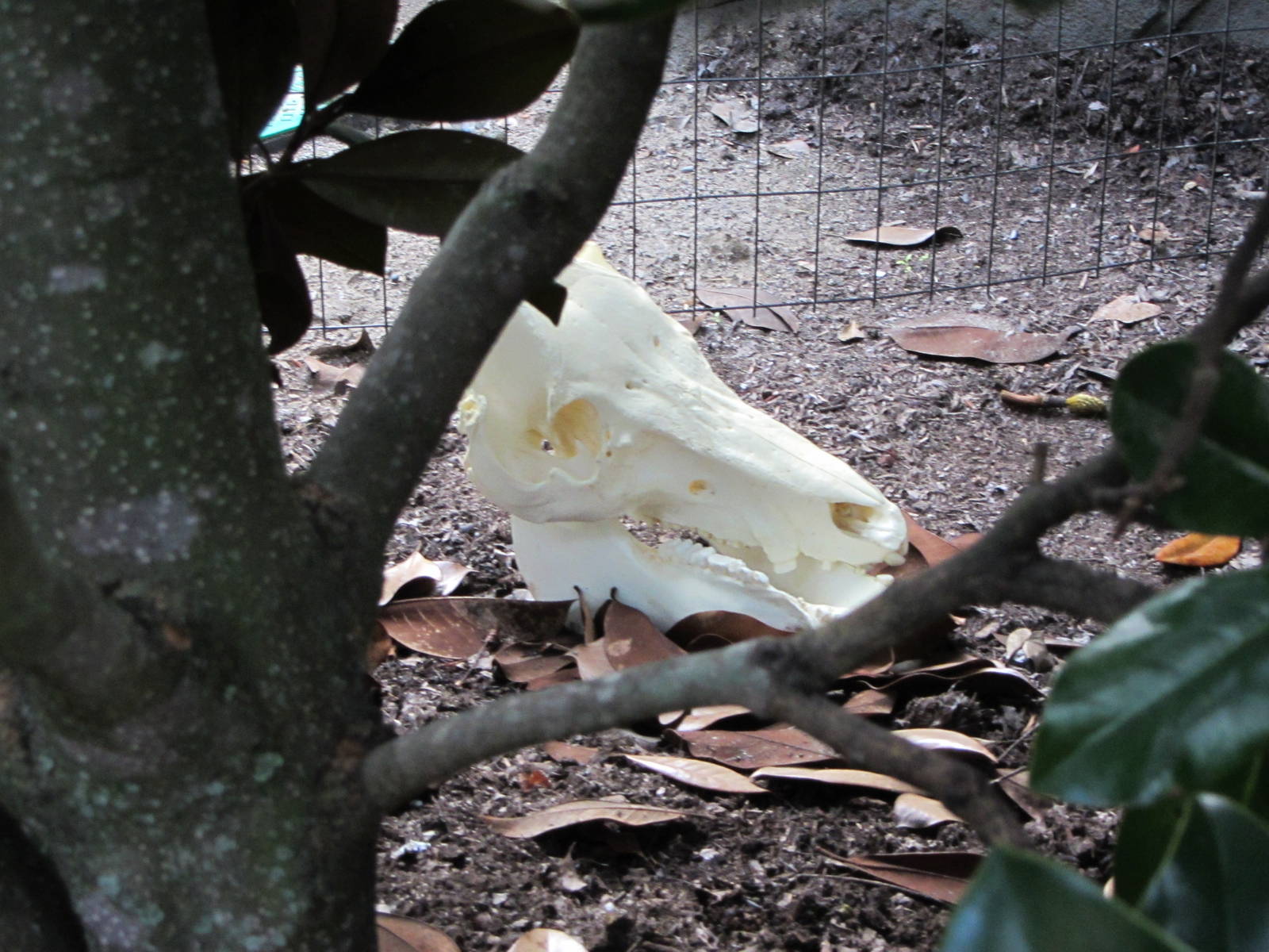 Replica Wild Boar Skull