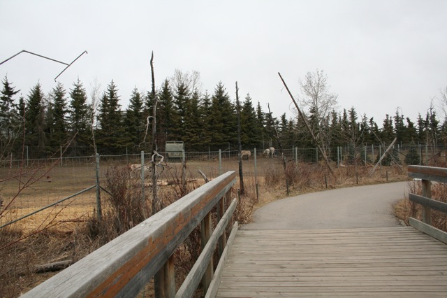 Replicated Burn/Muskeg and Woodland Caribou